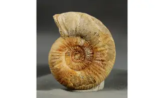 Binatisphinctes sp