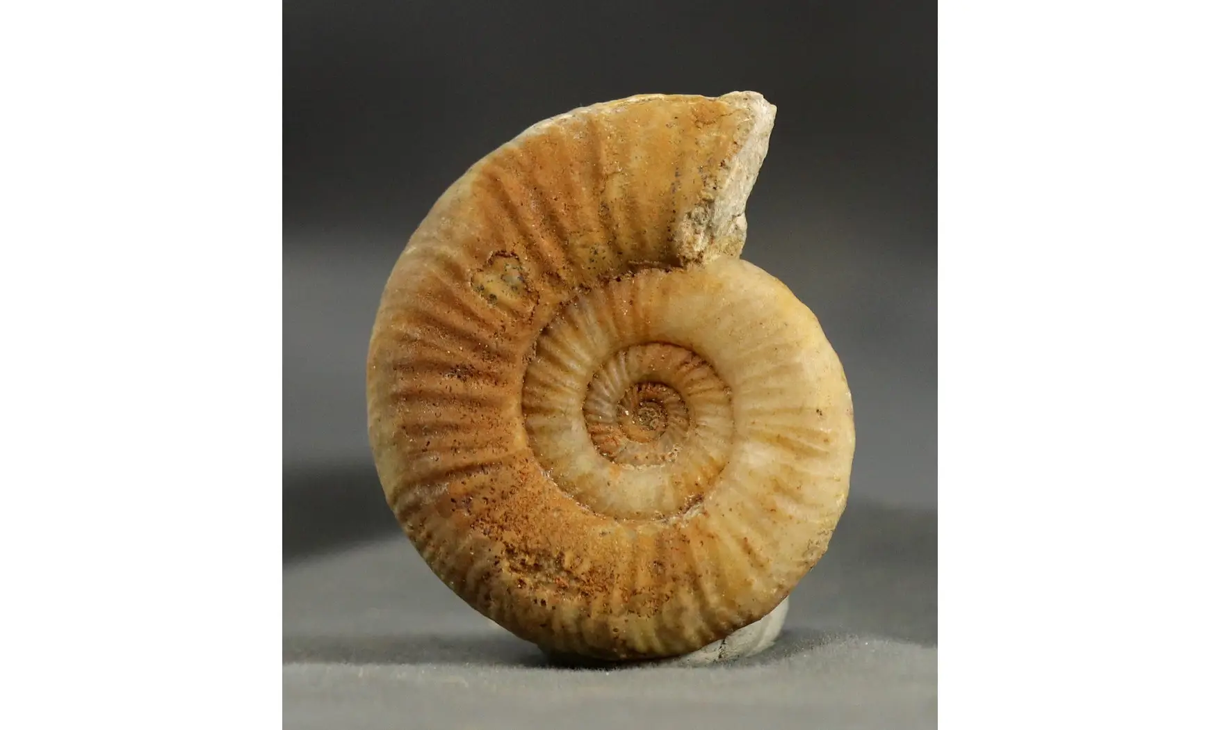 Binatisphinctes sp