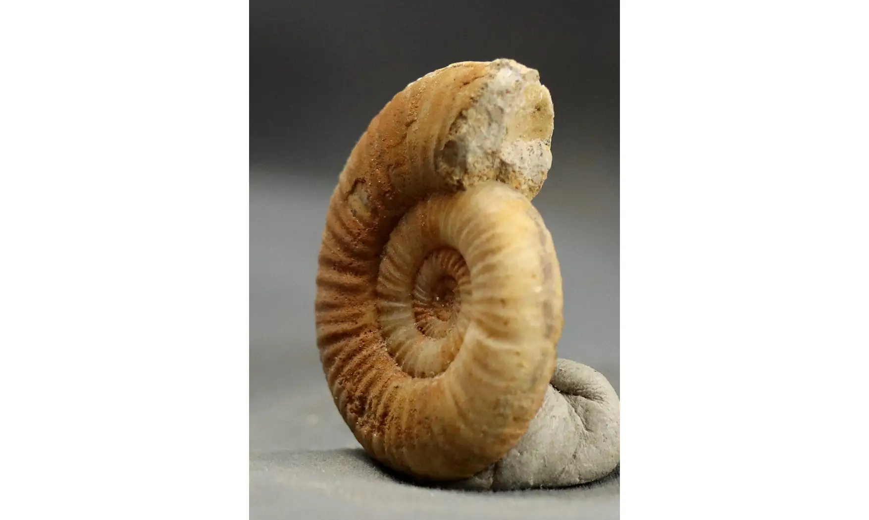 Binatisphinctes sp