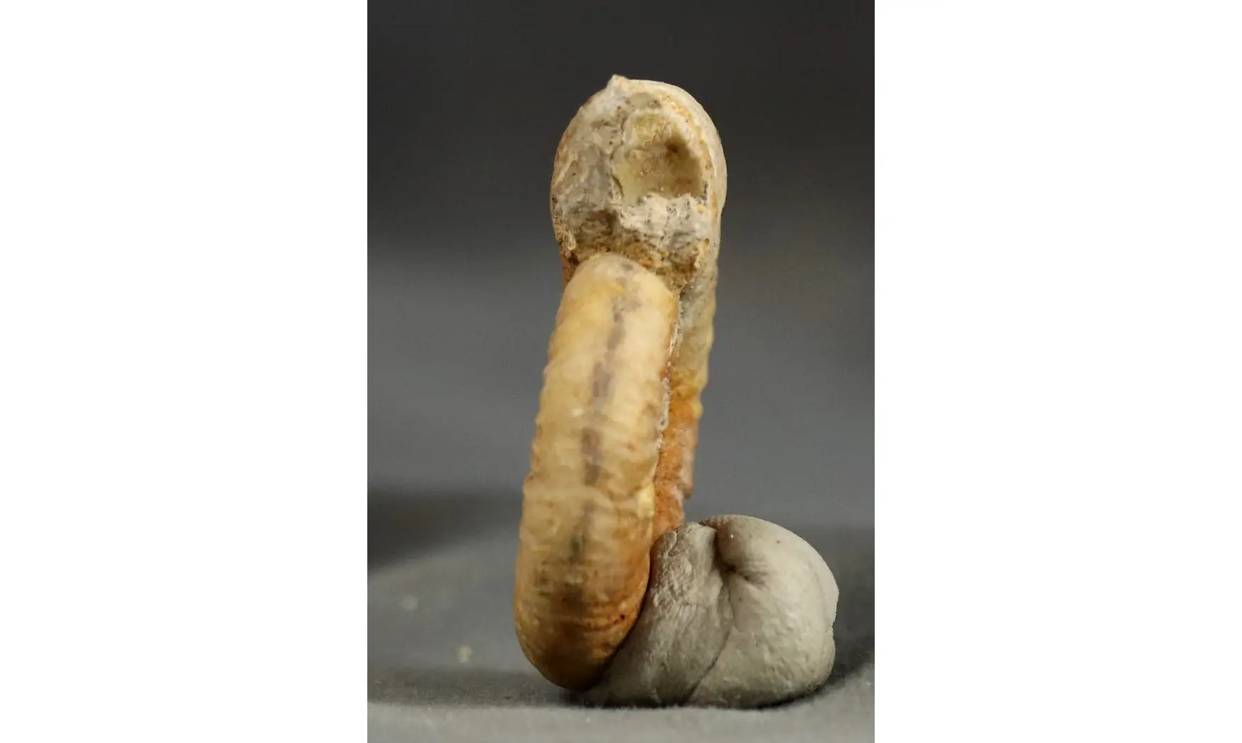 Binatisphinctes sp