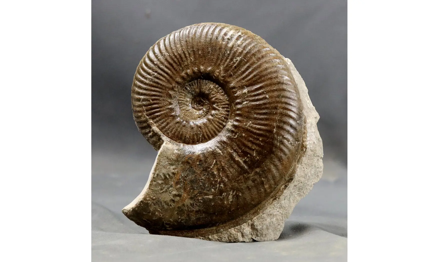 Haugia jugosa