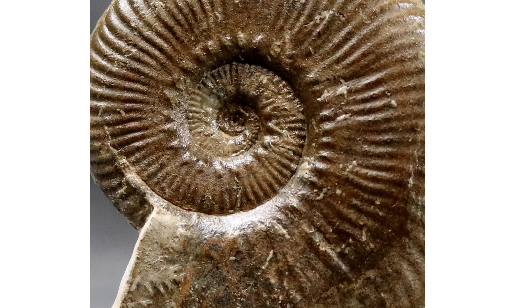 Haugia jugosa