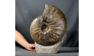 Gleviceras lotharingium