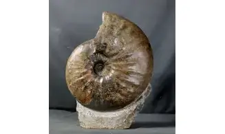 Gleviceras lotharingium
