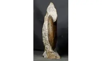 Gleviceras lotharingium