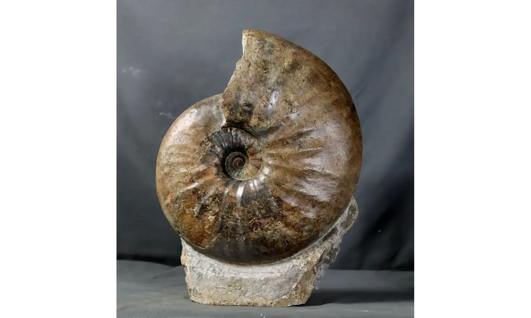 Gleviceras lotharingium