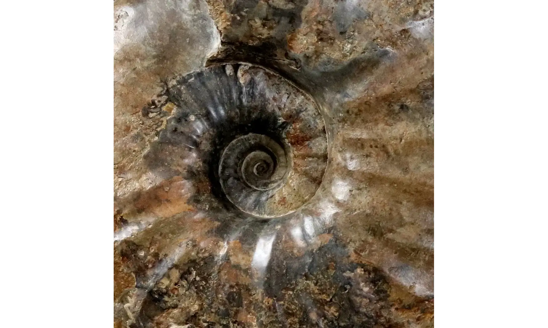 Gleviceras lotharingium