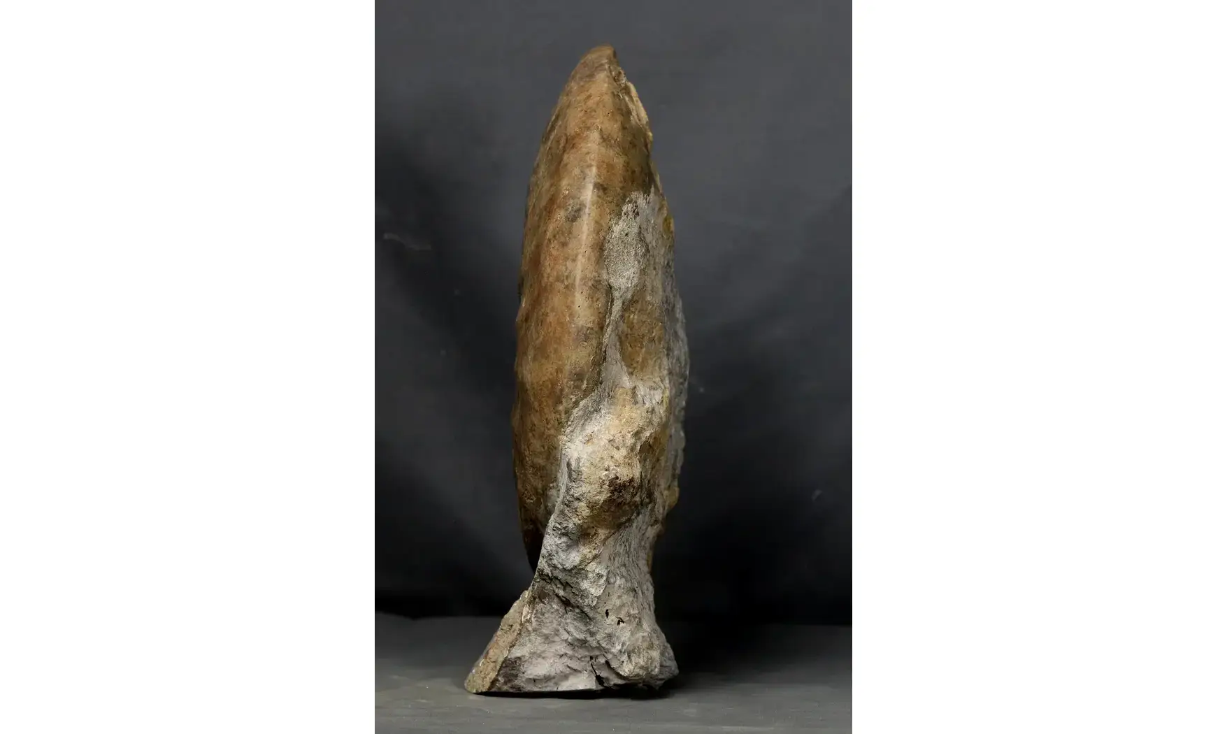 Gleviceras lotharingium