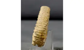 Peltoceratoides
