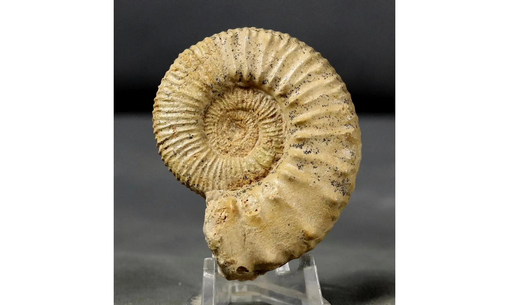 Peltoceratoides