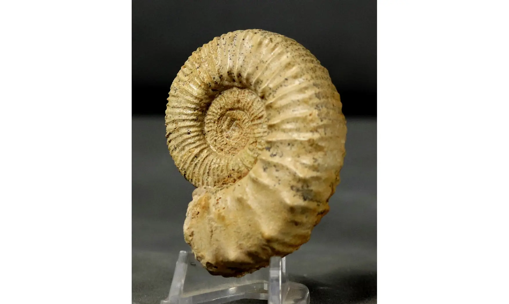 Peltoceratoides