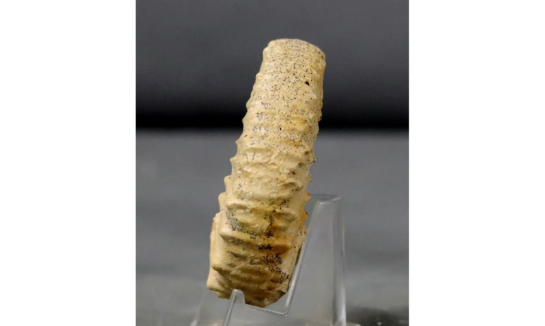 Peltoceratoides