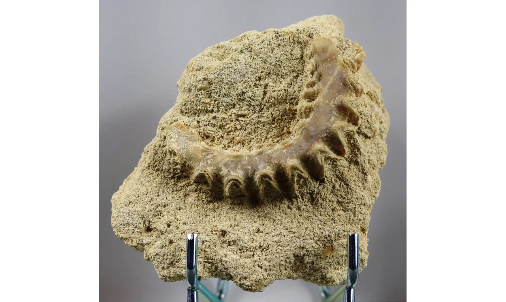 Rastellum carinatum