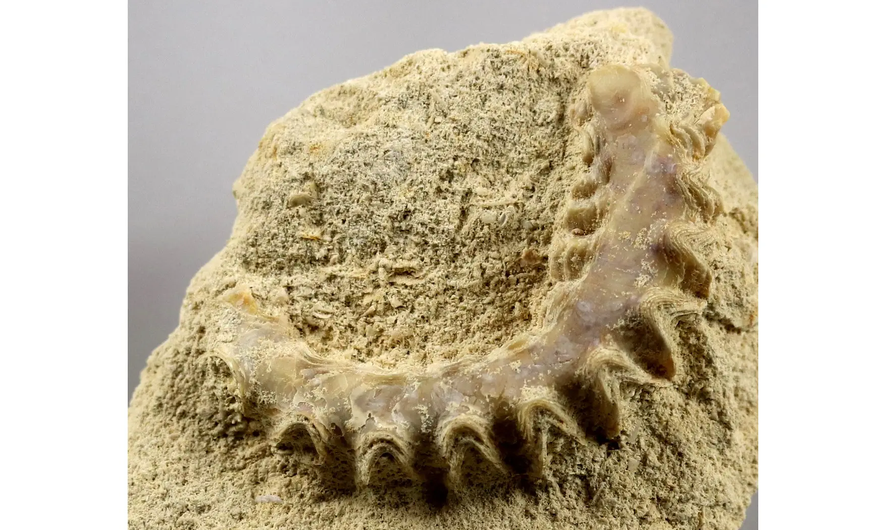 Rastellum carinatum