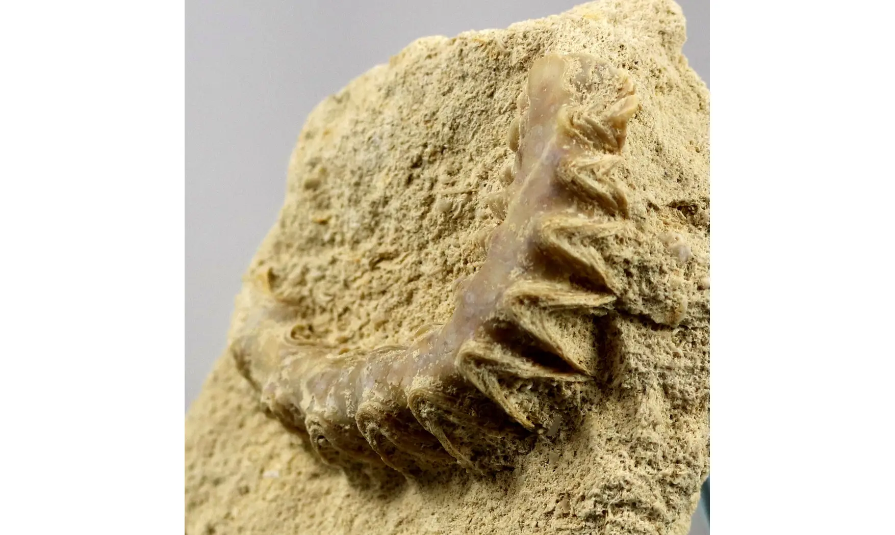 Rastellum carinatum