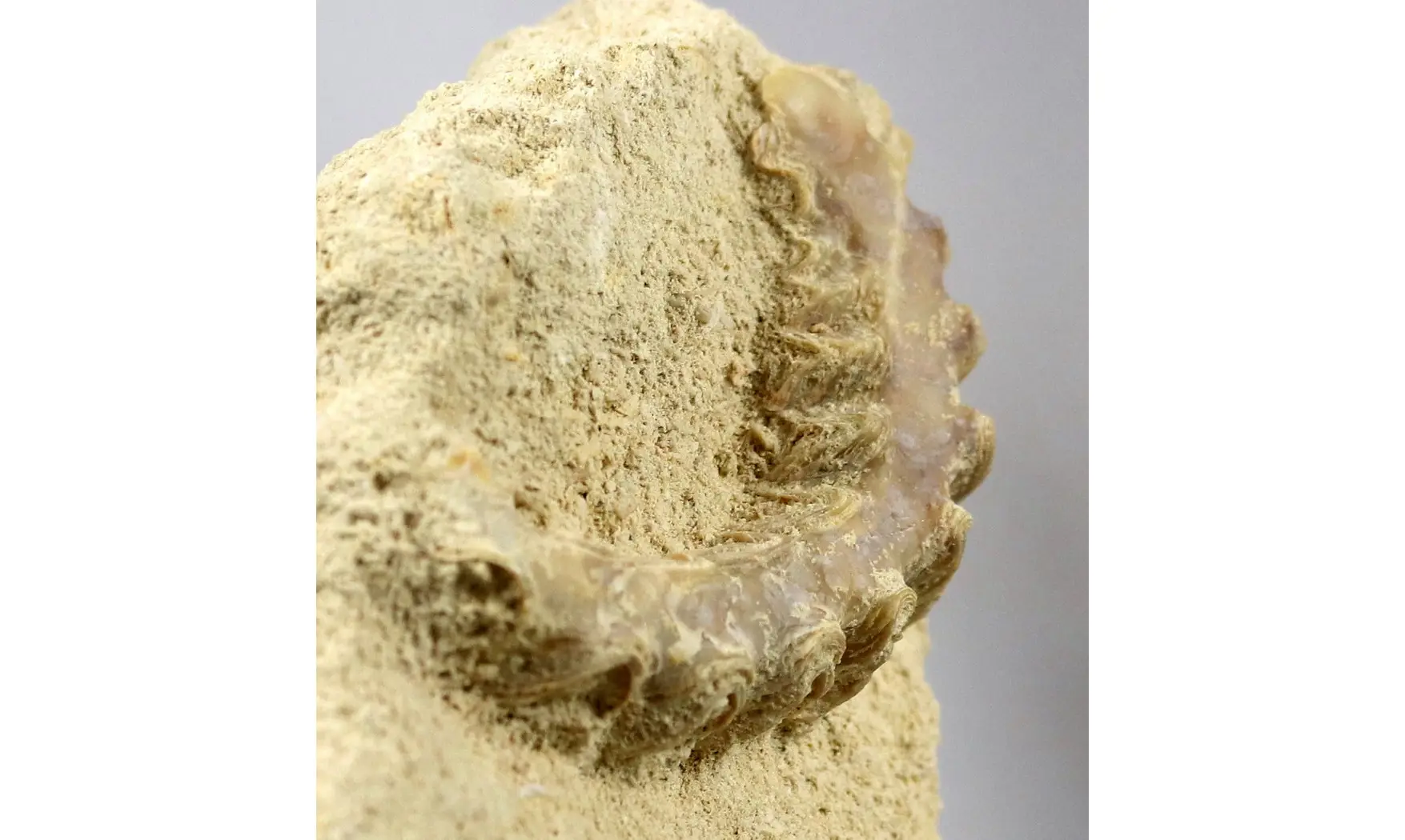 Rastellum carinatum