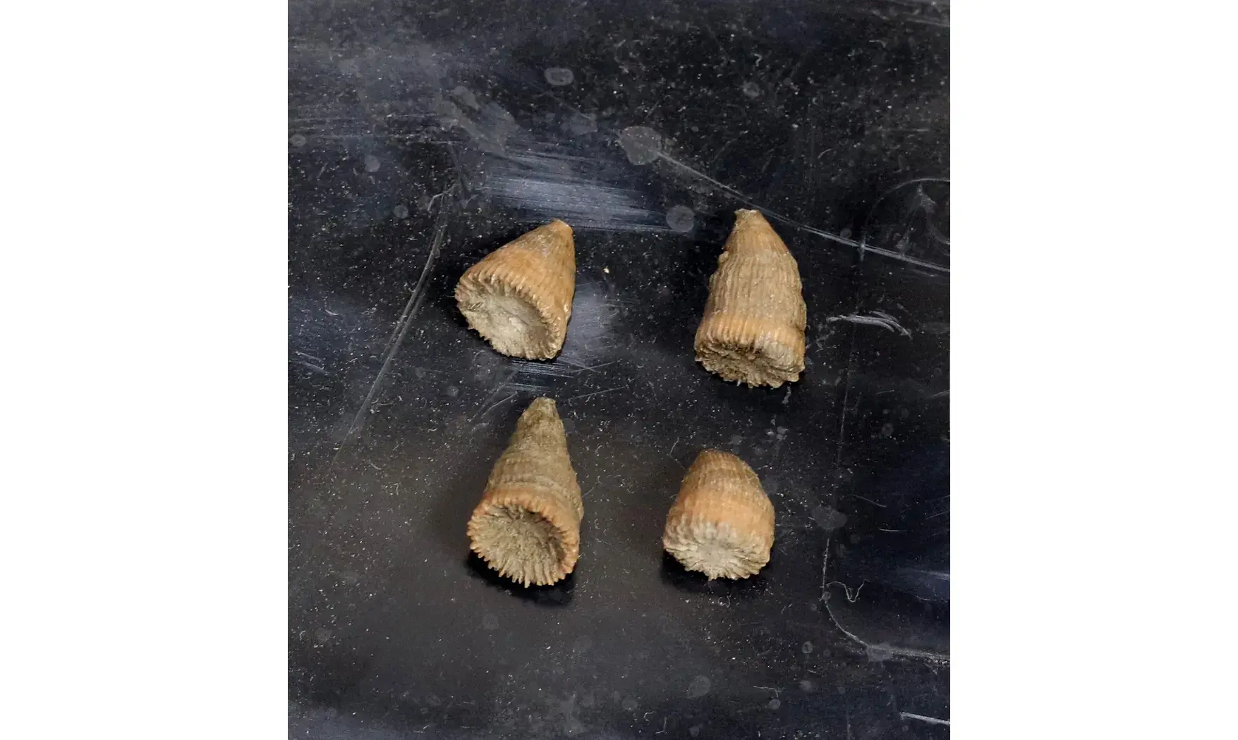 Trochocyathus conulus