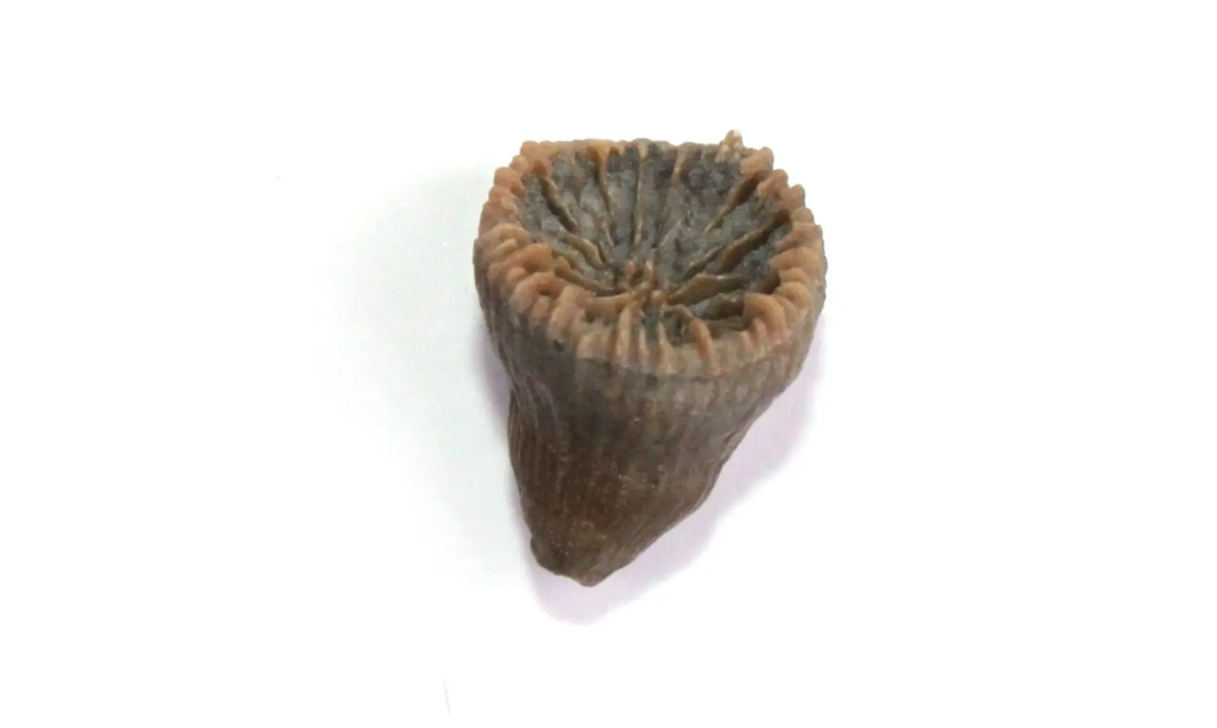 TROCHOCYATHUS CONULUS