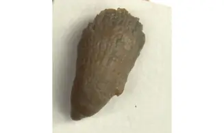 HOLOPHRAGMA CALCEOLOIDES