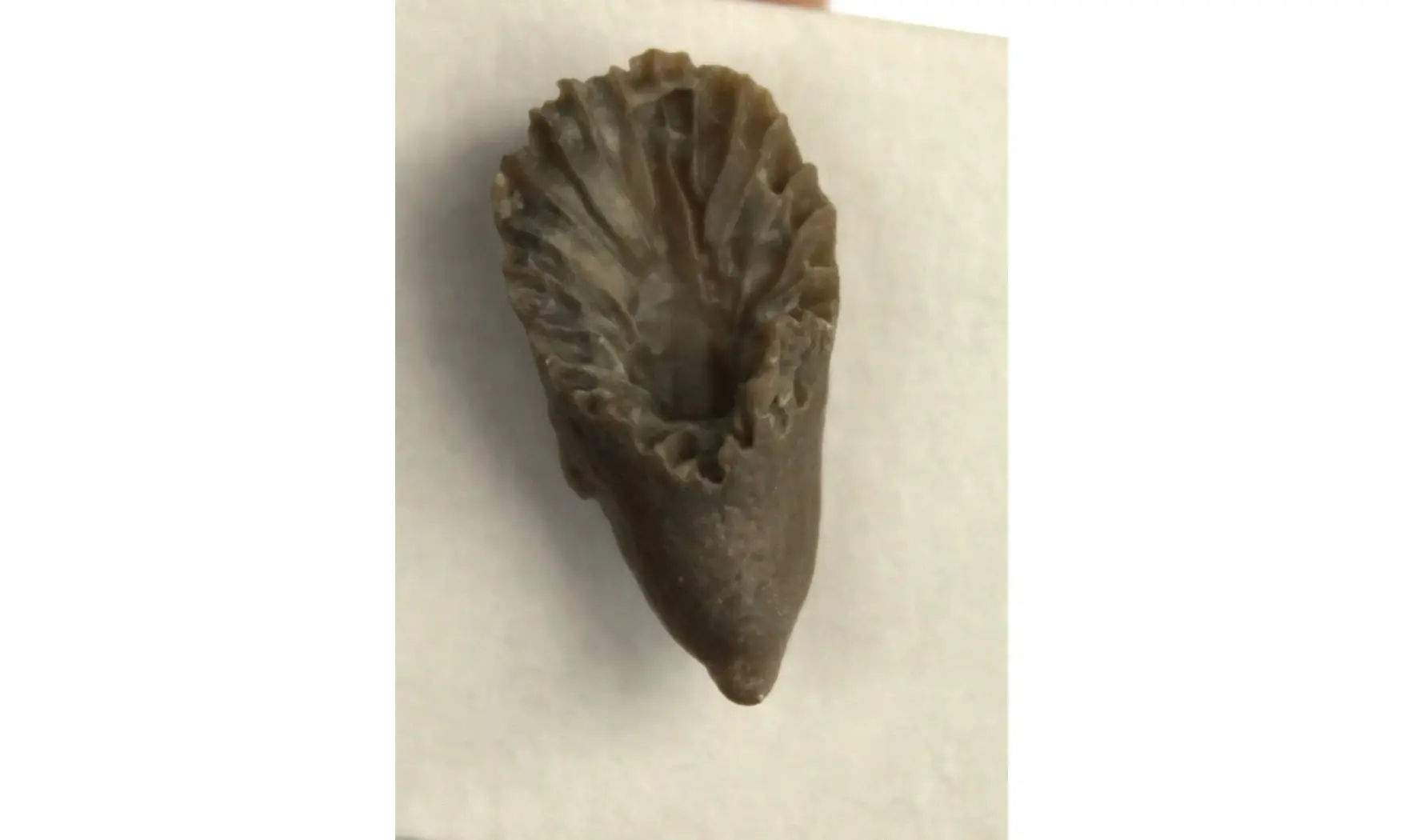 HOLOPHRAGMA CALCEOLOIDES