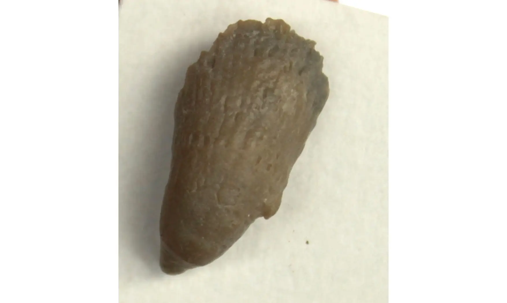 HOLOPHRAGMA CALCEOLOIDES