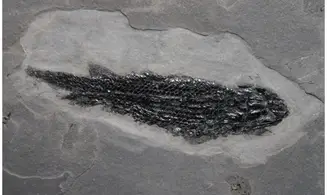 OSTEOLEPIS MACROLEPIDOTUS