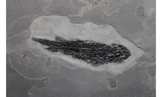 OSTEOLEPIS MACROLEPIDOTUS