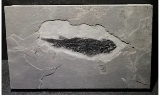 OSTEOLEPIS MACROLEPIDOTUS