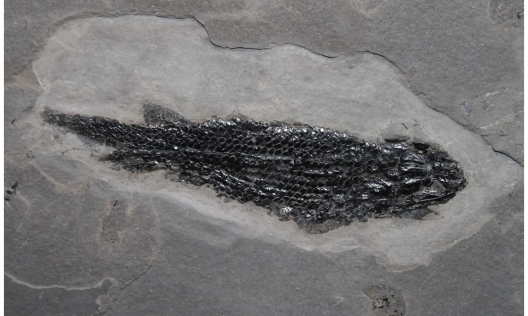 OSTEOLEPIS MACROLEPIDOTUS