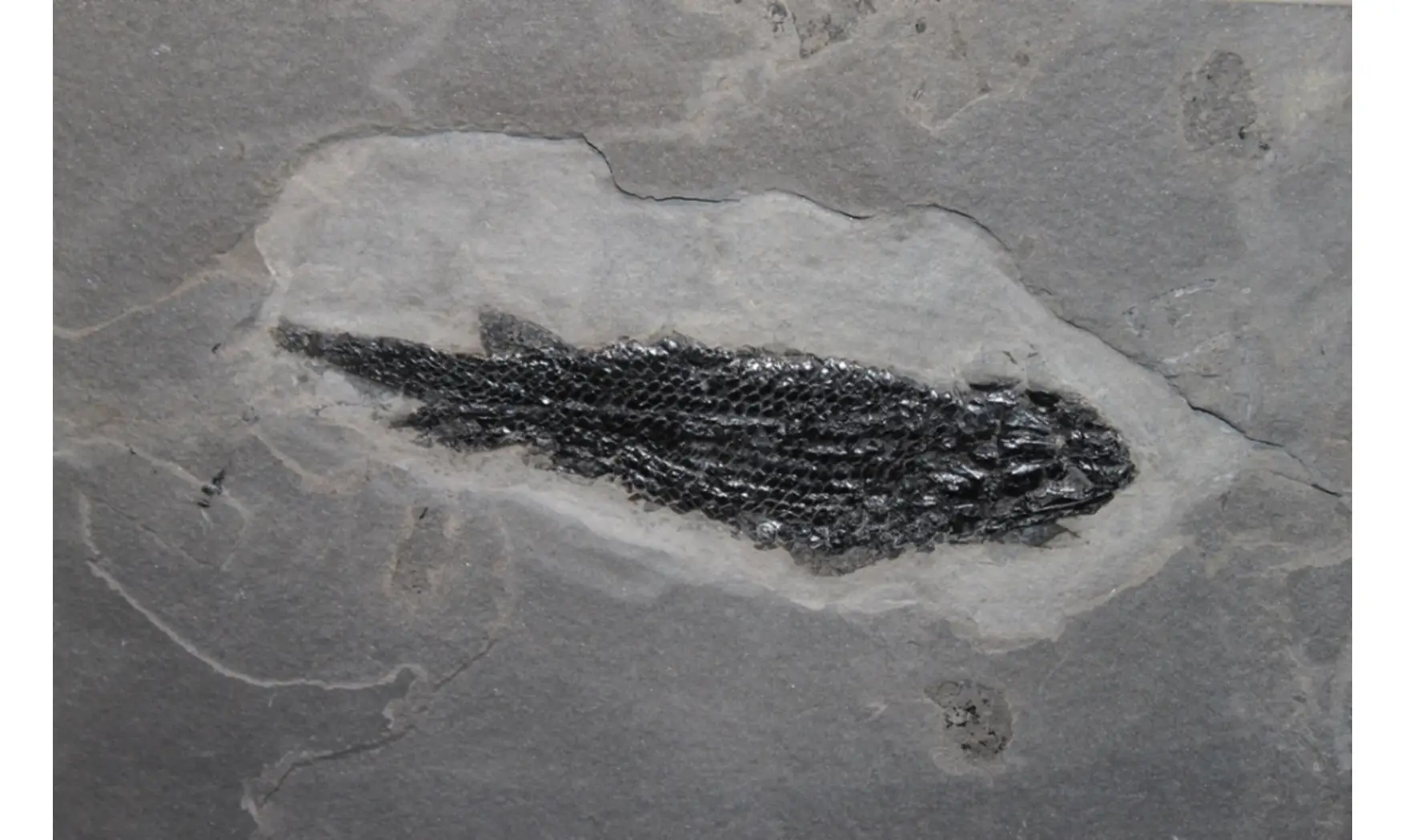 OSTEOLEPIS MACROLEPIDOTUS
