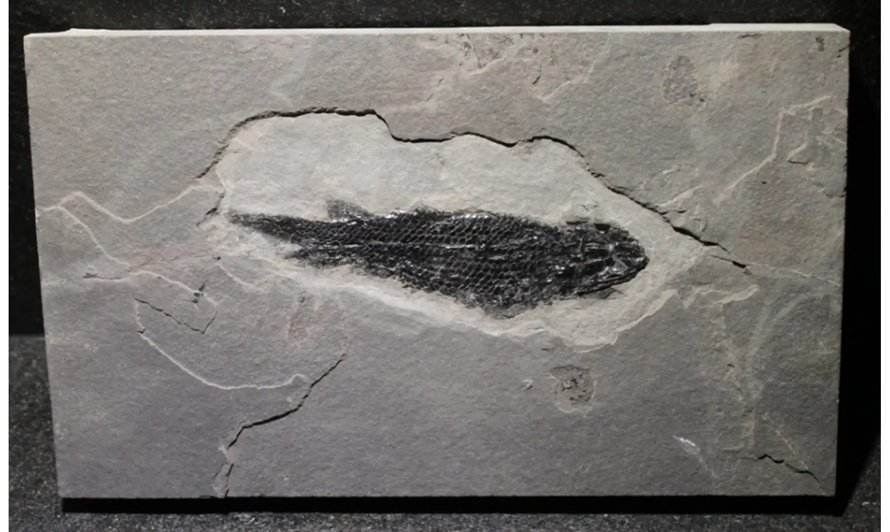 OSTEOLEPIS MACROLEPIDOTUS
