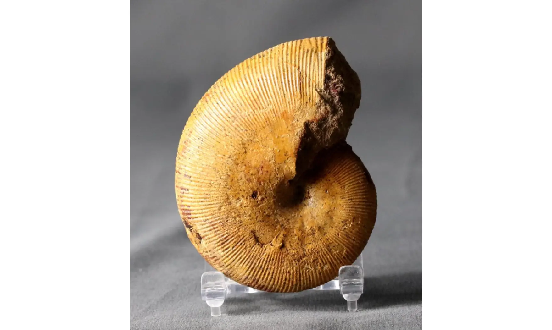 Phylloceras aff. empedoclis
