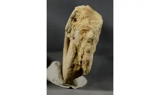 Lissoceratoides erato