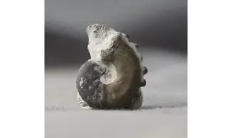 Creniceras renggeri