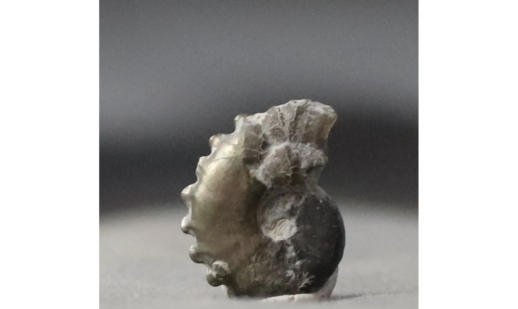 Creniceras renggeri