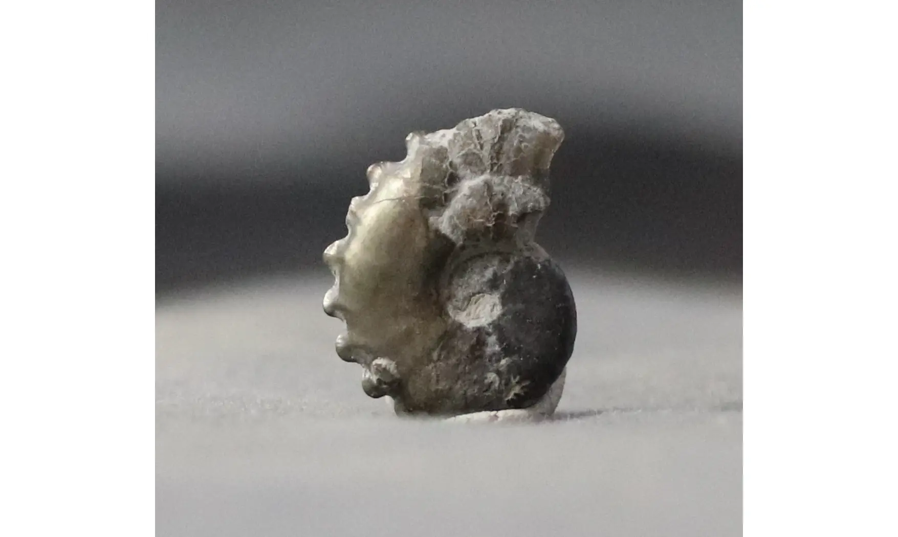 Creniceras renggeri