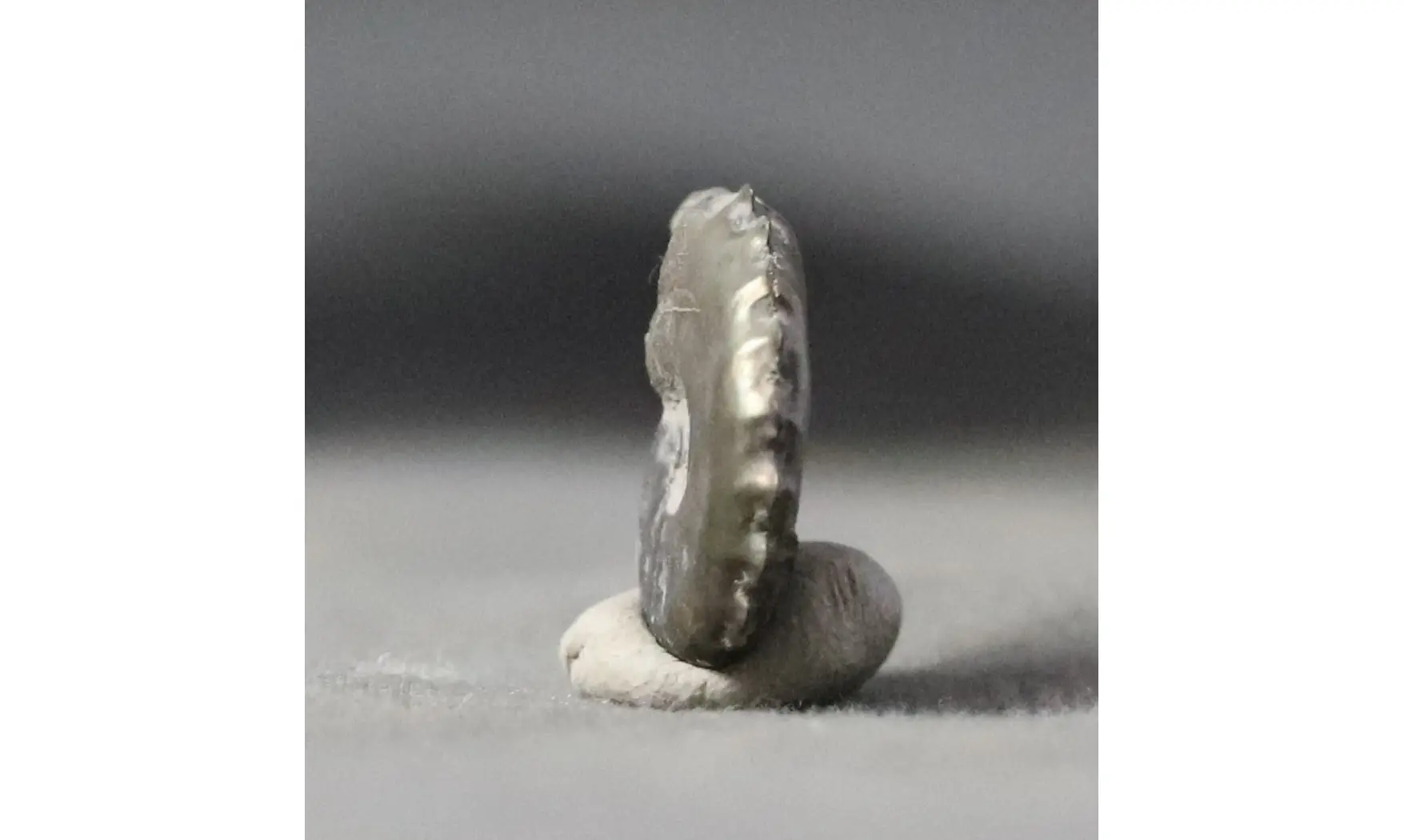 Creniceras renggeri