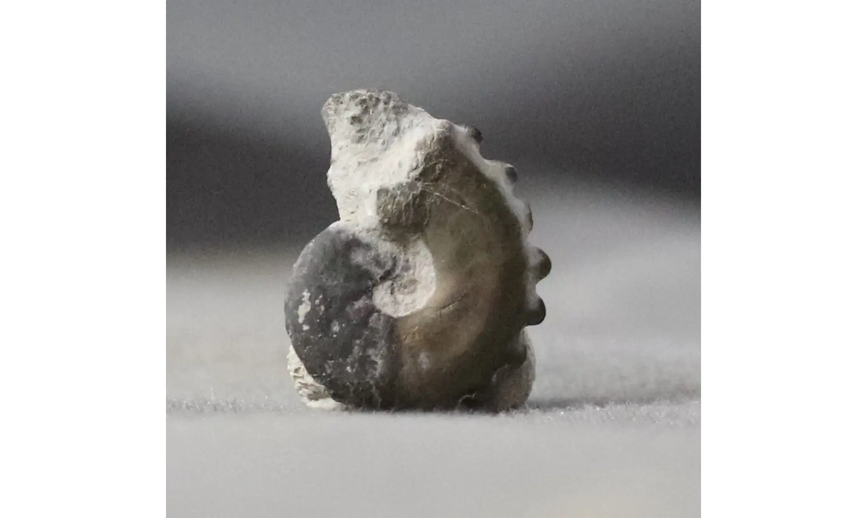 Creniceras renggeri