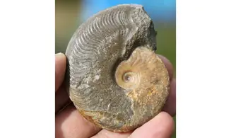 HARPOCERAS FALCIFERUM