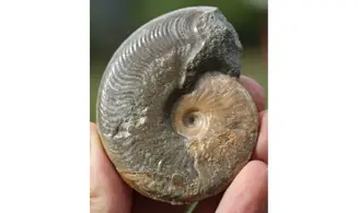 HARPOCERAS FALCIFERUM