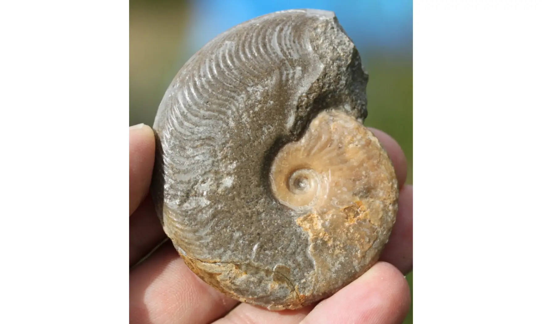 HARPOCERAS FALCIFERUM