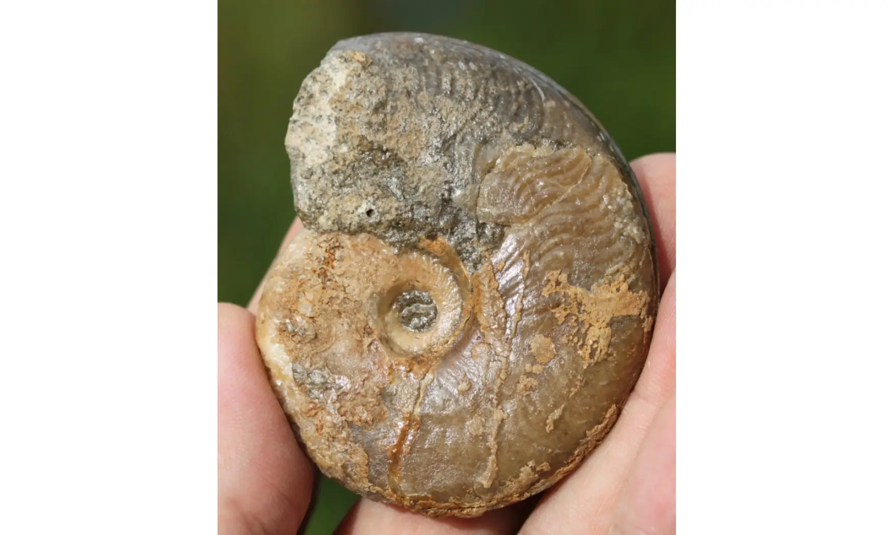 HARPOCERAS FALCIFERUM