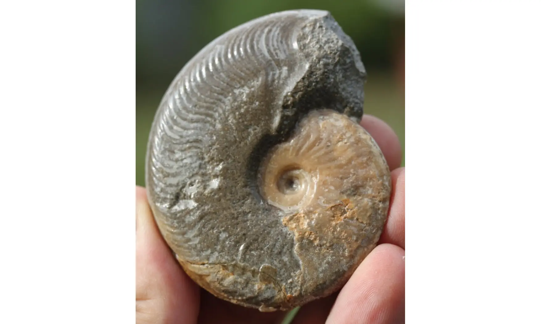HARPOCERAS FALCIFERUM