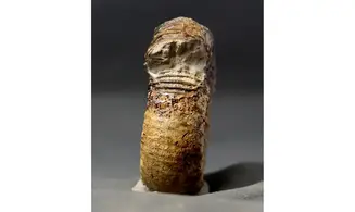 Catacoeloceras crassum