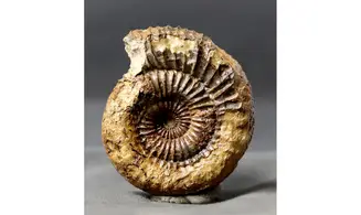 Catacoeloceras crassum