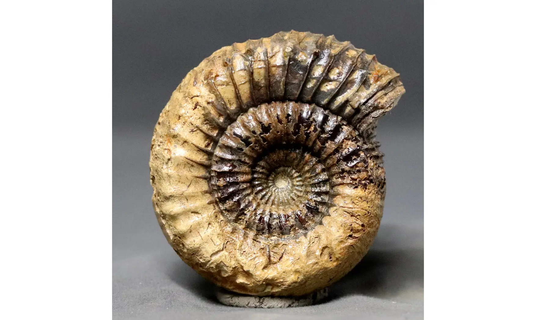 Catacoeloceras crassum