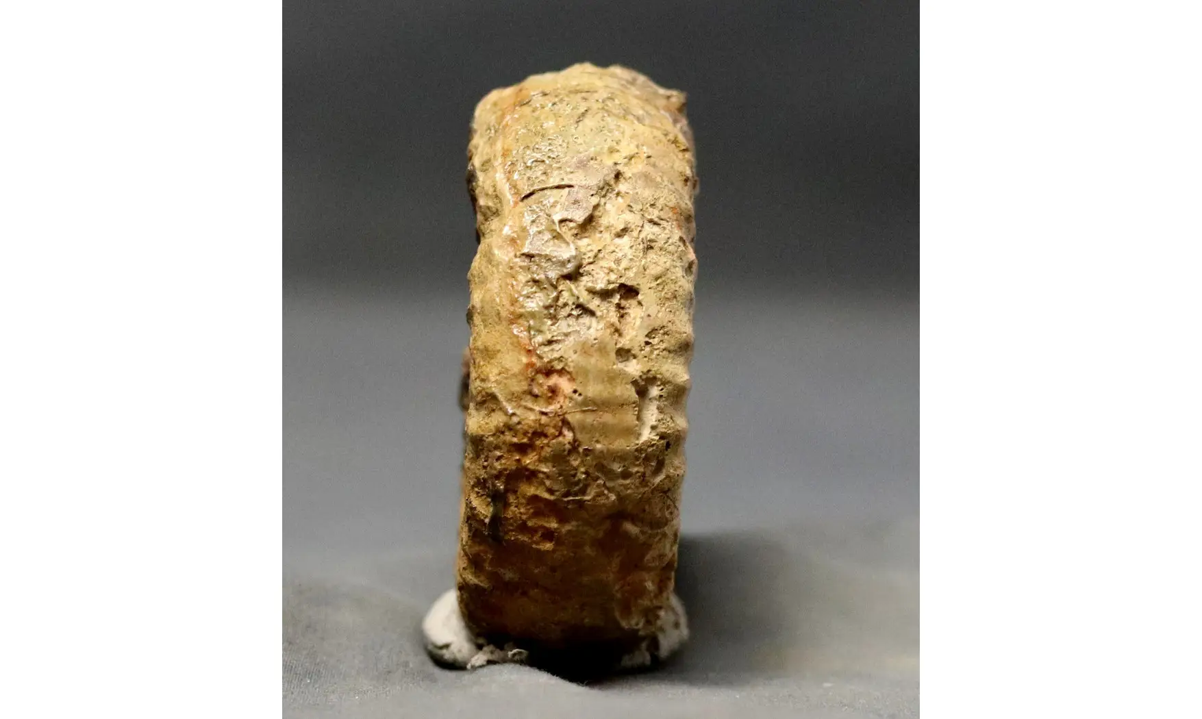 Catacoeloceras crassum