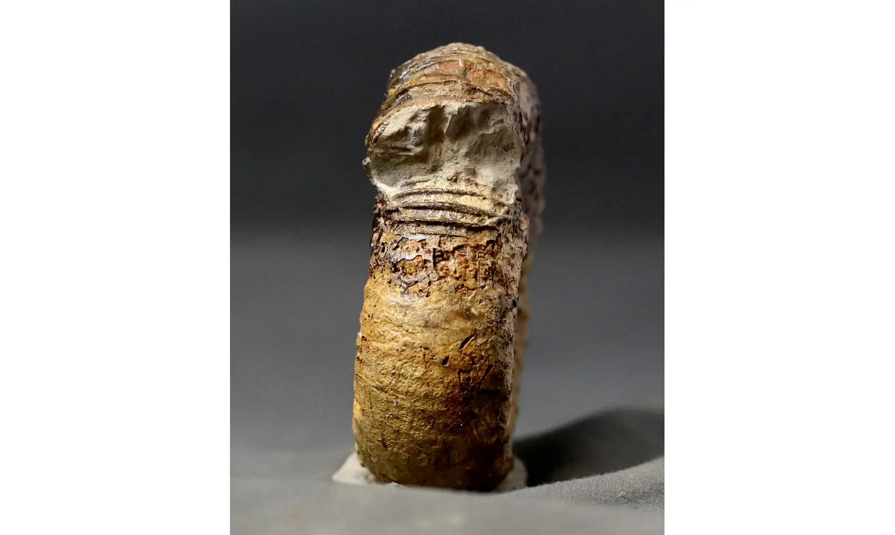 Catacoeloceras crassum