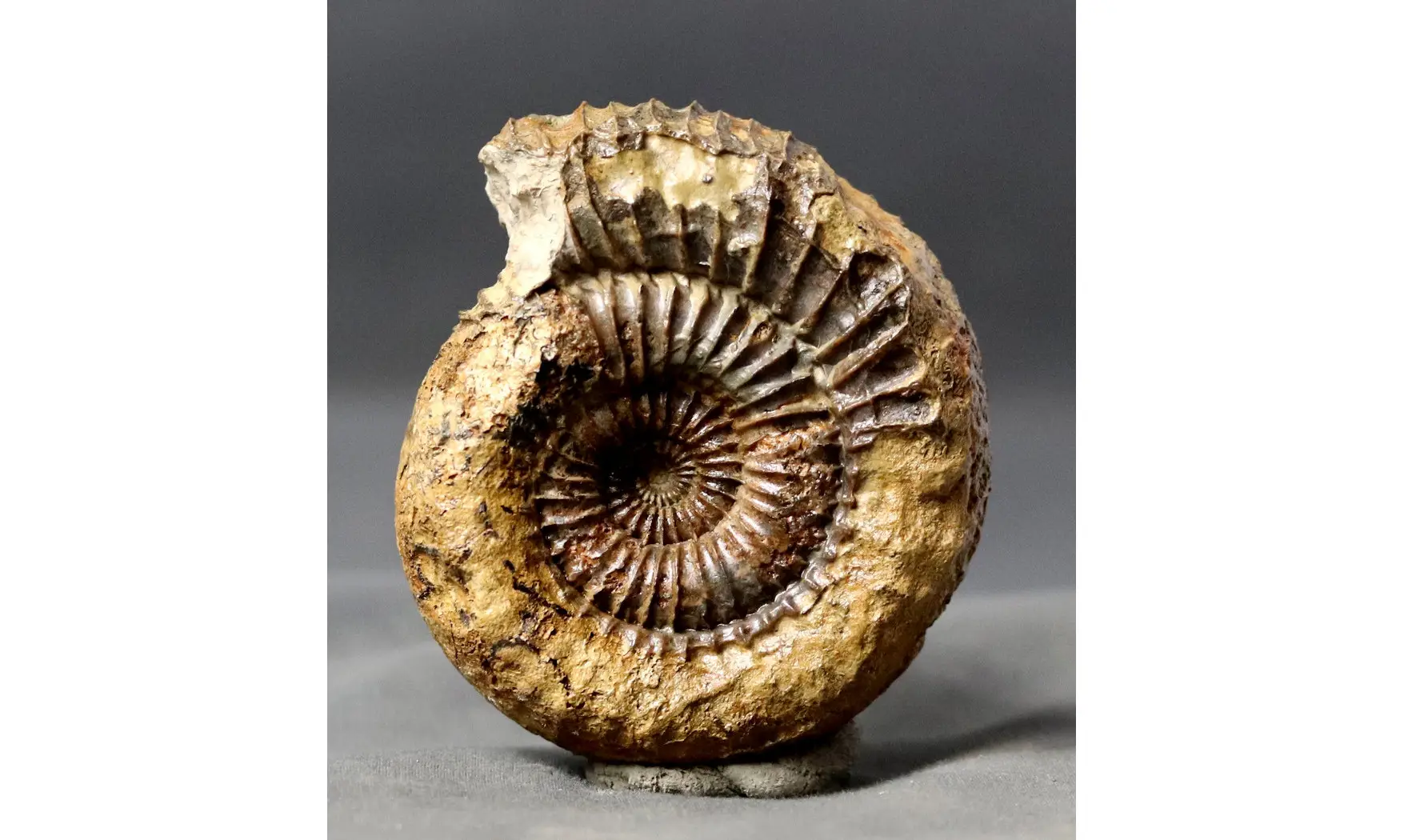 Catacoeloceras crassum