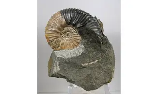 Acanthohoplites nolani